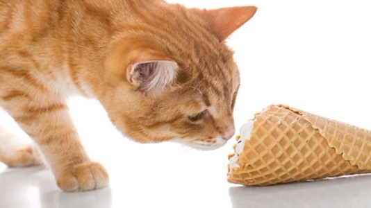 Is it bad for shop cats to eat ice cream